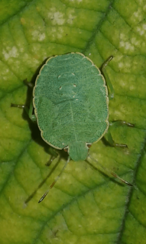 Pentatomidae : ninfa di Palomena prasina?